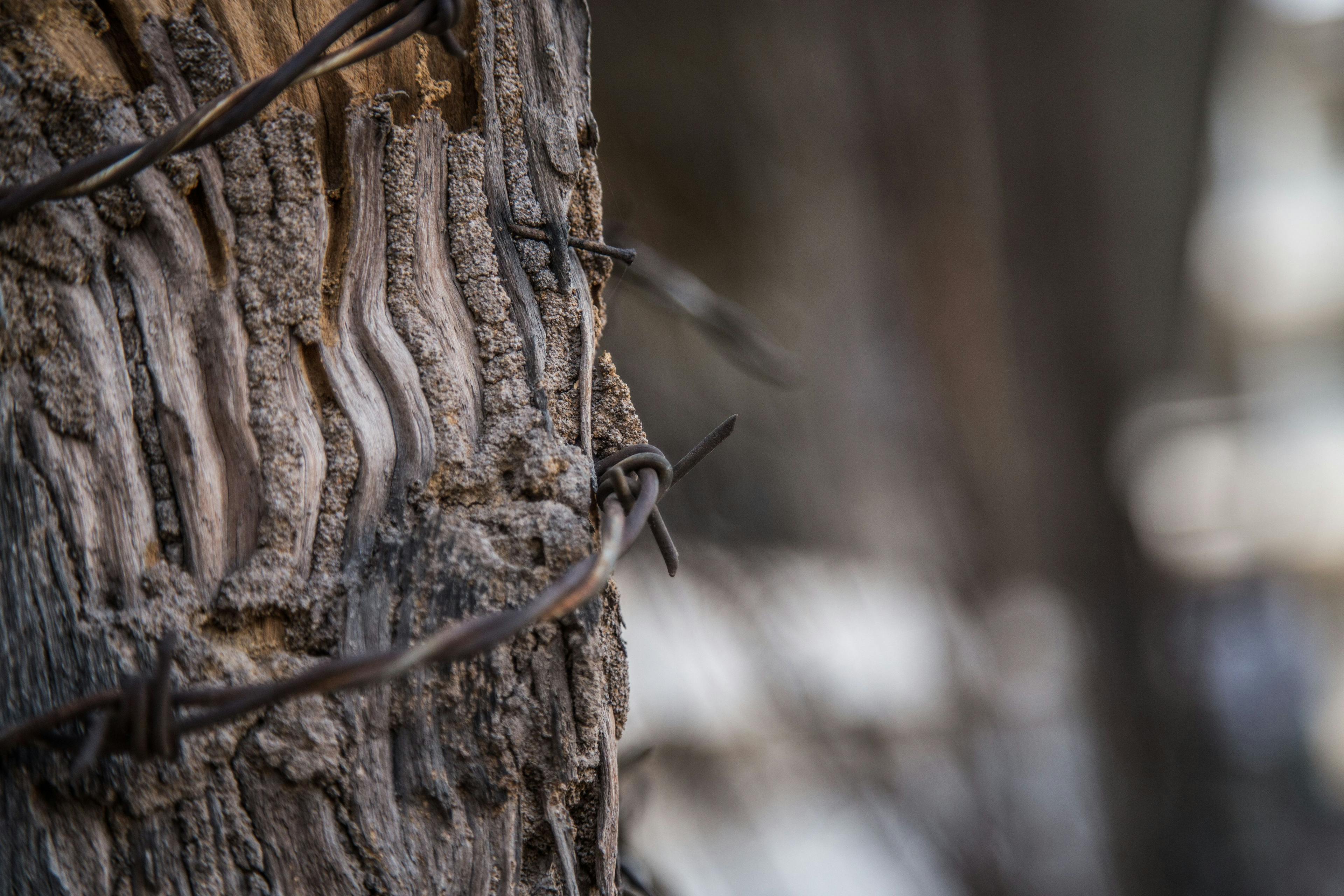 Closeup of barbed wire wrapped around a tree on a blurred background in Asia | Image credit:  ©  - Stevensonstudio/Wirestock Creators ©  - stock.adobe.com