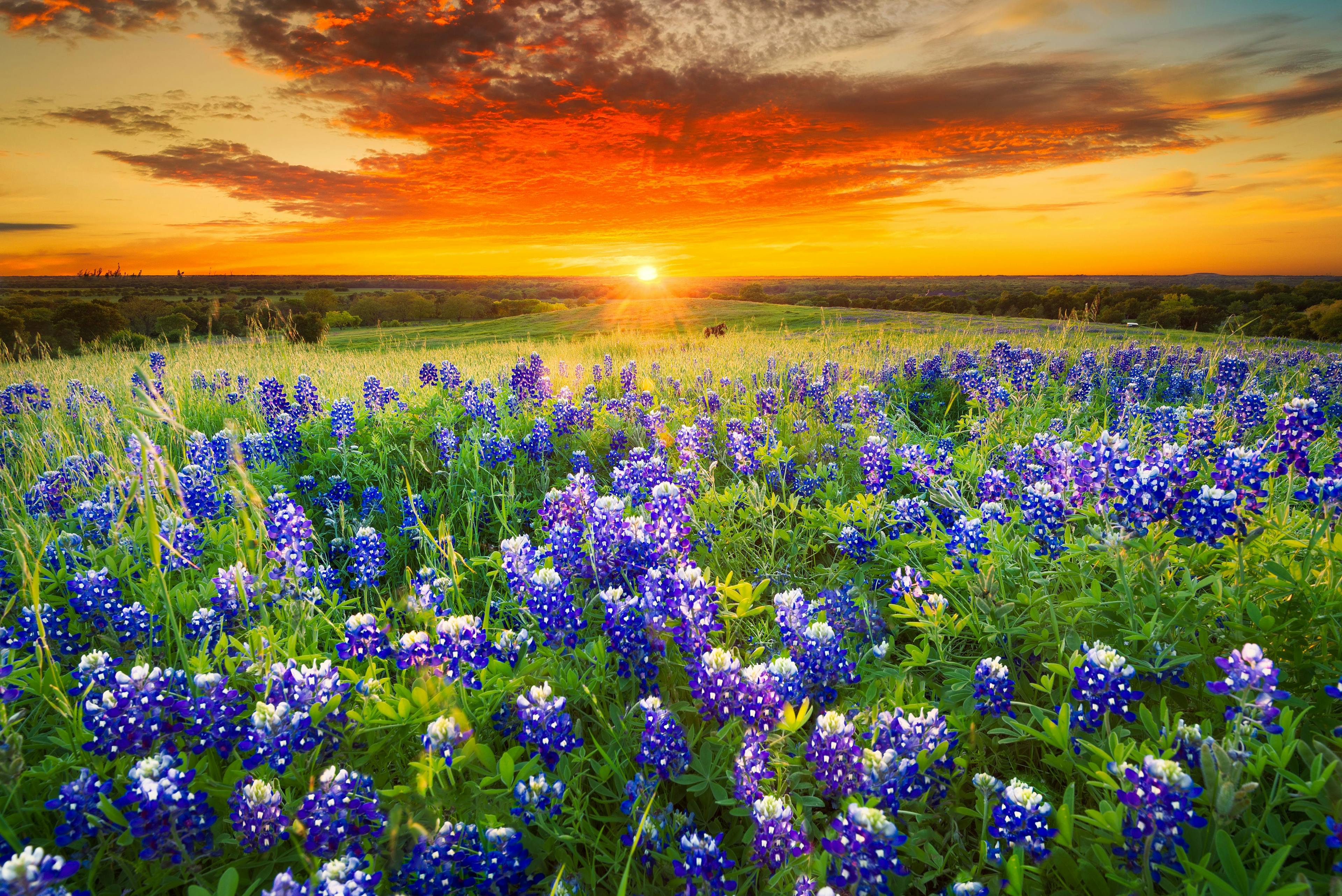 Sunset on Sugar Ridge Road, Ennis, TX | Image credit: © -  dfikar © - stock.adobe.com. 